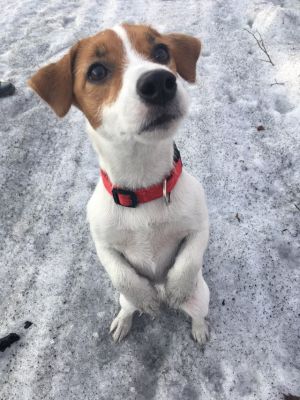 Dog Photo