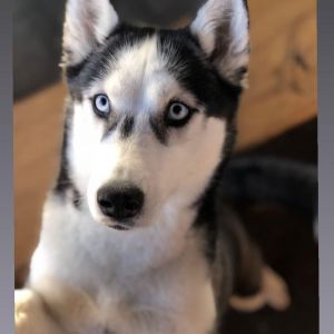 Dog Photo