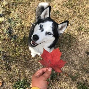 Dog Photo