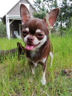 Dog Photo