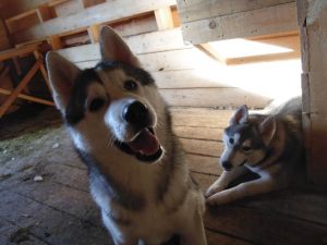 Dog Photo