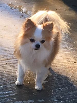 Dog Photo