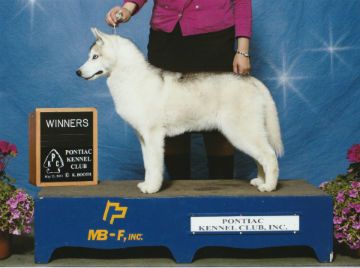 Dog Photo