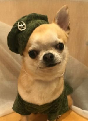 Dog Photo