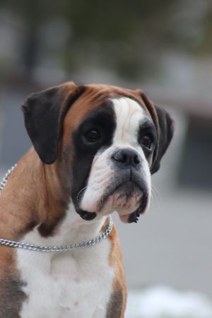 Dog Photo