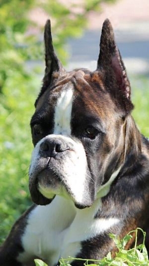 Dog Photo