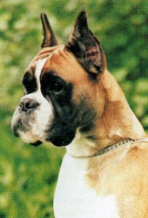 Dog Photo