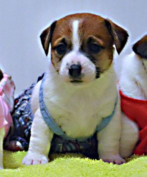 Dog Photo