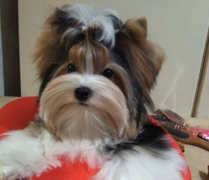 Dog Photo