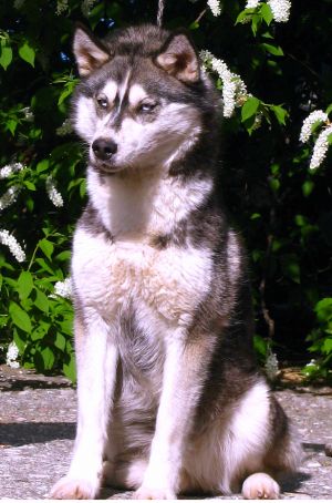 Dog Photo