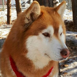 Dog Photo