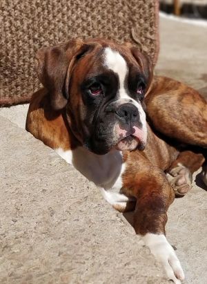 Dog Photo