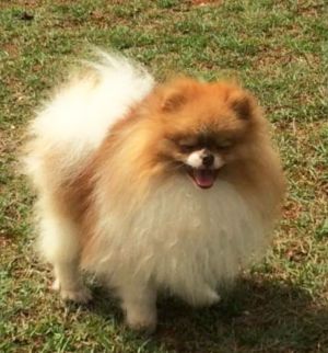 Dog Photo