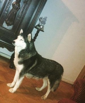 Dog Photo