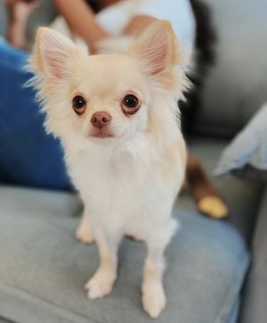 Dog Photo
