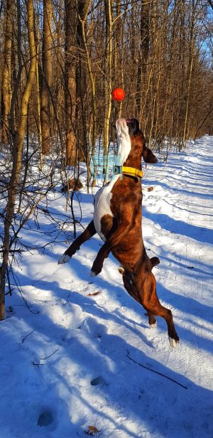 Dog Photo