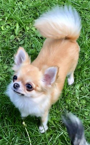 Dog Photo