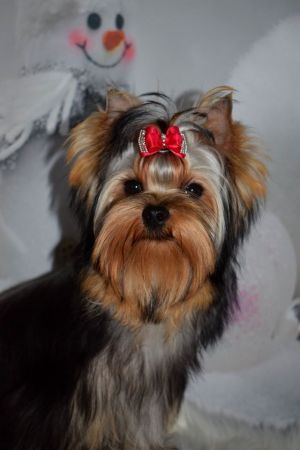 Dog Photo