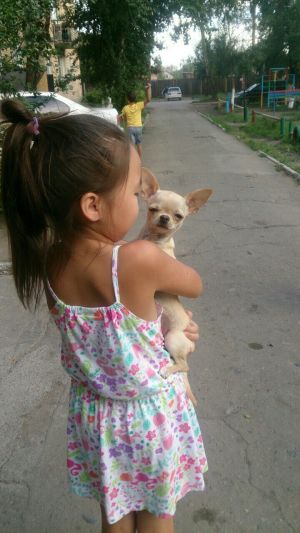Dog Photo