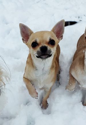 Dog Photo