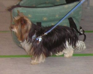 Dog Photo