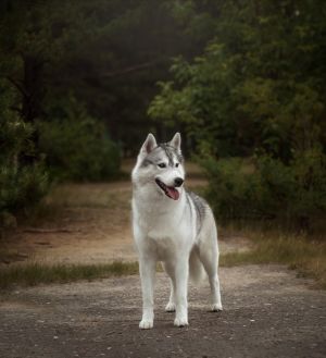 Dog Photo