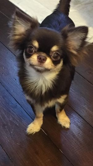 Dog Photo