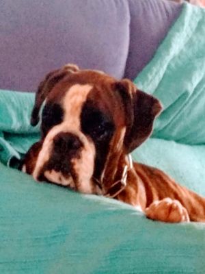 Dog Photo