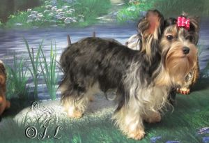 Dog Photo
