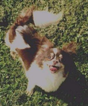 Dog Photo