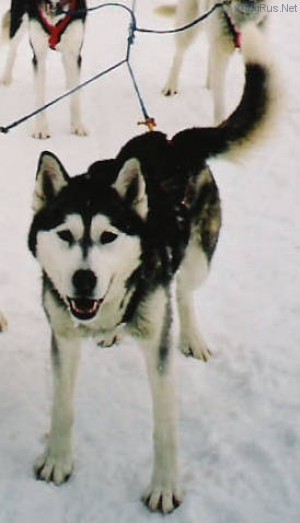 Dog Photo