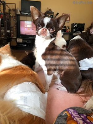 Dog Photo
