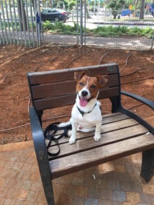 Dog Photo