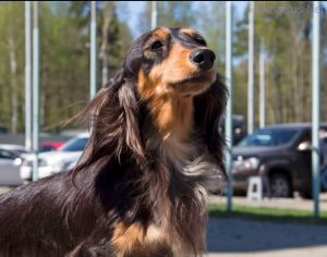 Dog Photo