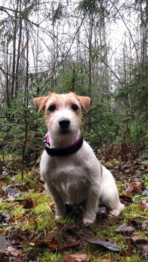 Dog Photo