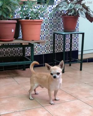 Dog Photo