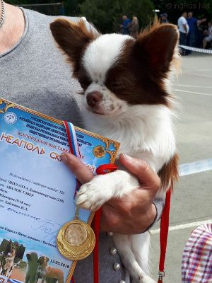 Dog Photo