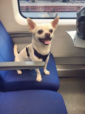 Dog Photo