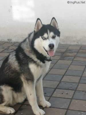 Dog Photo