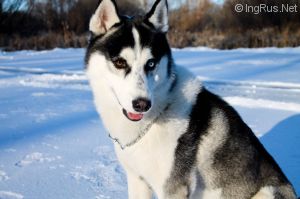 Dog Photo