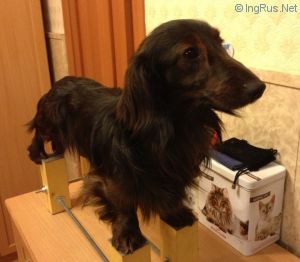 Dog Photo