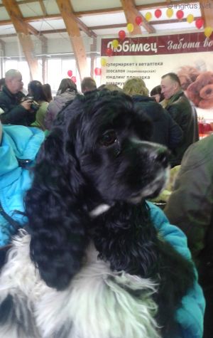 Dog Photo
