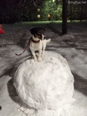 Dog Photo