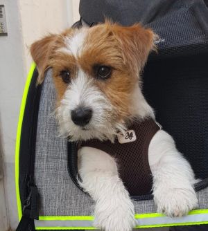 Dog Photo