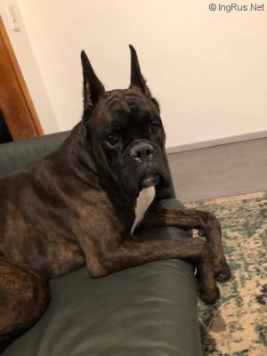 Dog Photo