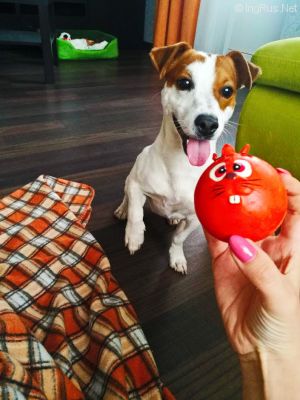 Dog Photo
