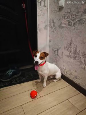 Dog Photo