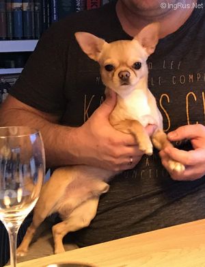 Dog Photo