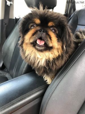 Dog Photo