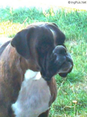 Dog Photo